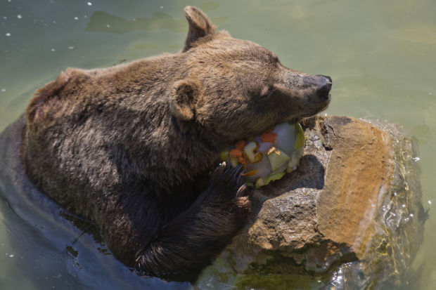 Animal shots of the week